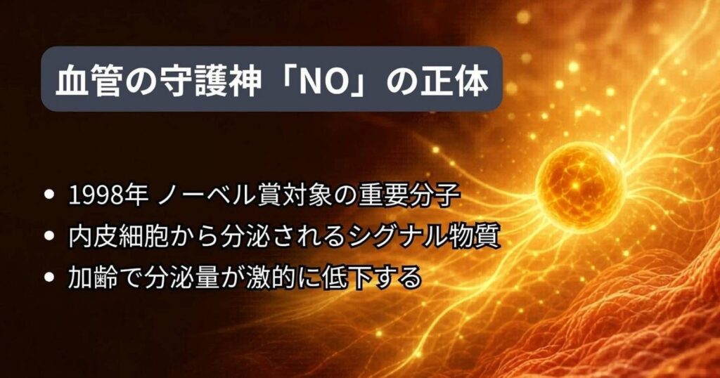 血管の内皮細胞から分泌されるNO(一酸化窒素)が血管を拡張する仕組みのイメージ