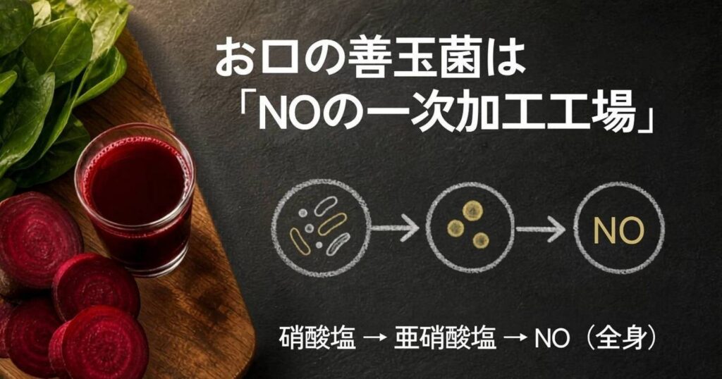 お口の硝酸還元菌が硝酸塩を亜硝酸塩に変換しNO産生を助ける口腔フローラのイメージ